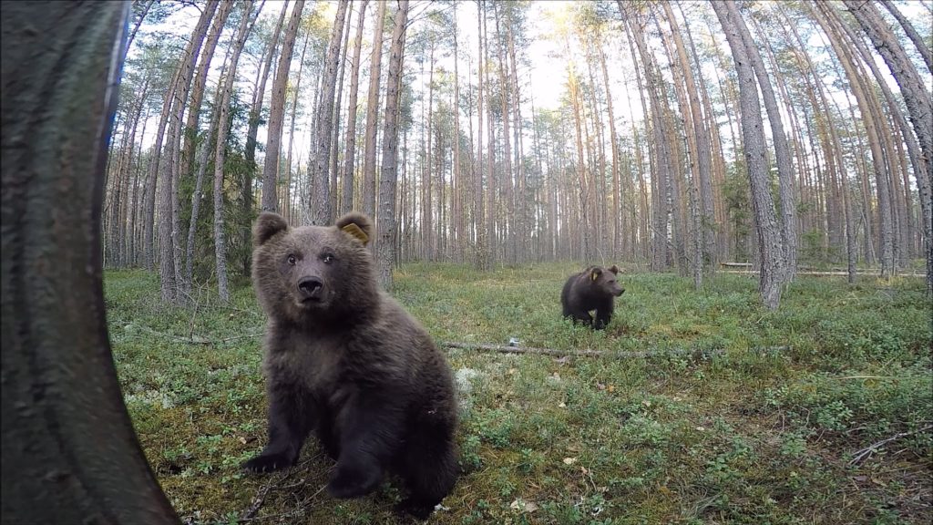 Тверских медвежат-сирот выпускают на свободу Тверских медвежат-сирот выпускают на свободу