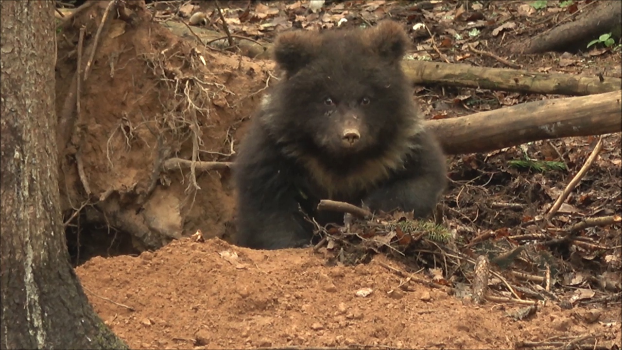 Пужина берлога или как медведица из Тверской области дом строила