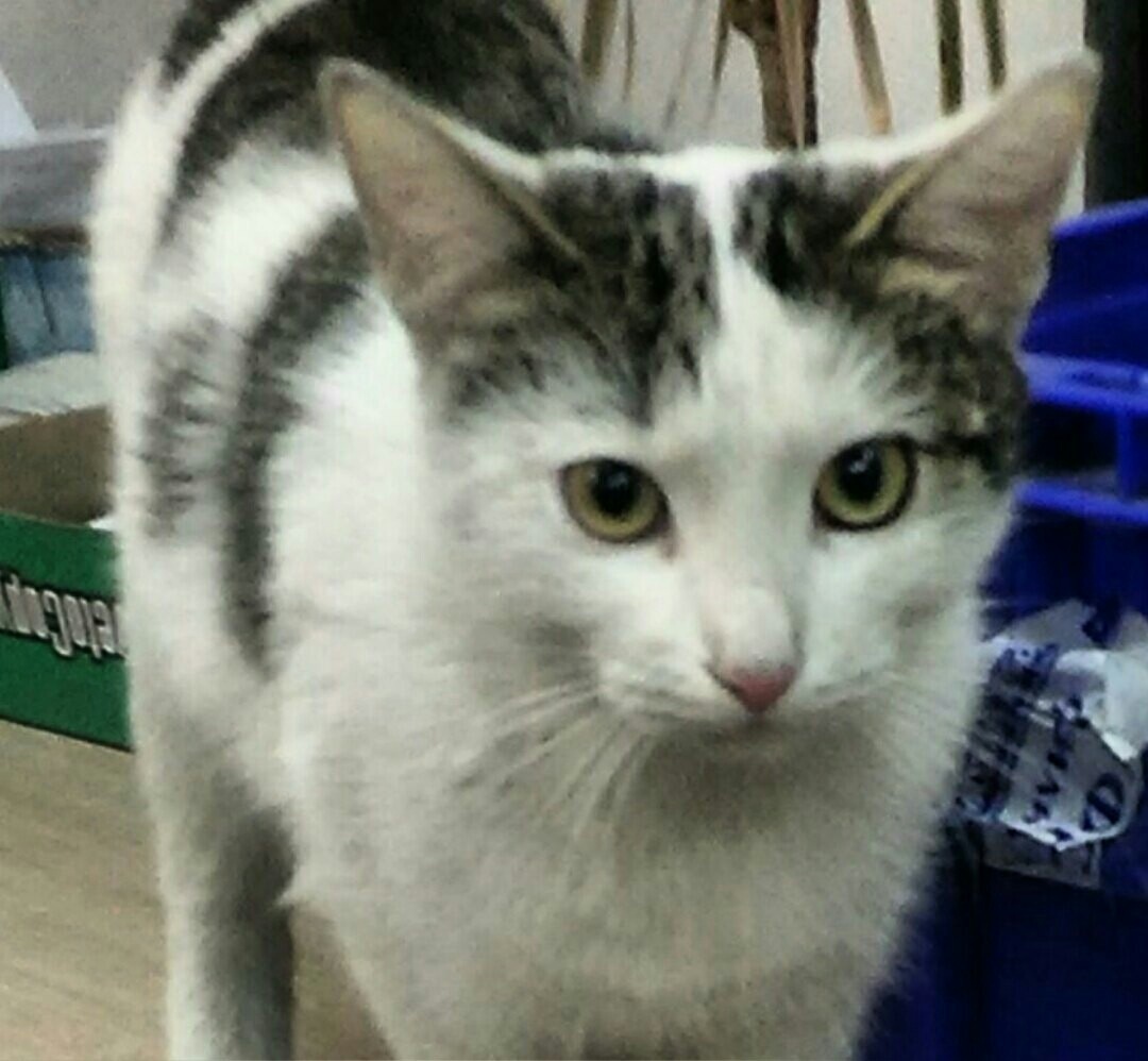 Тверские котики просят о помощи