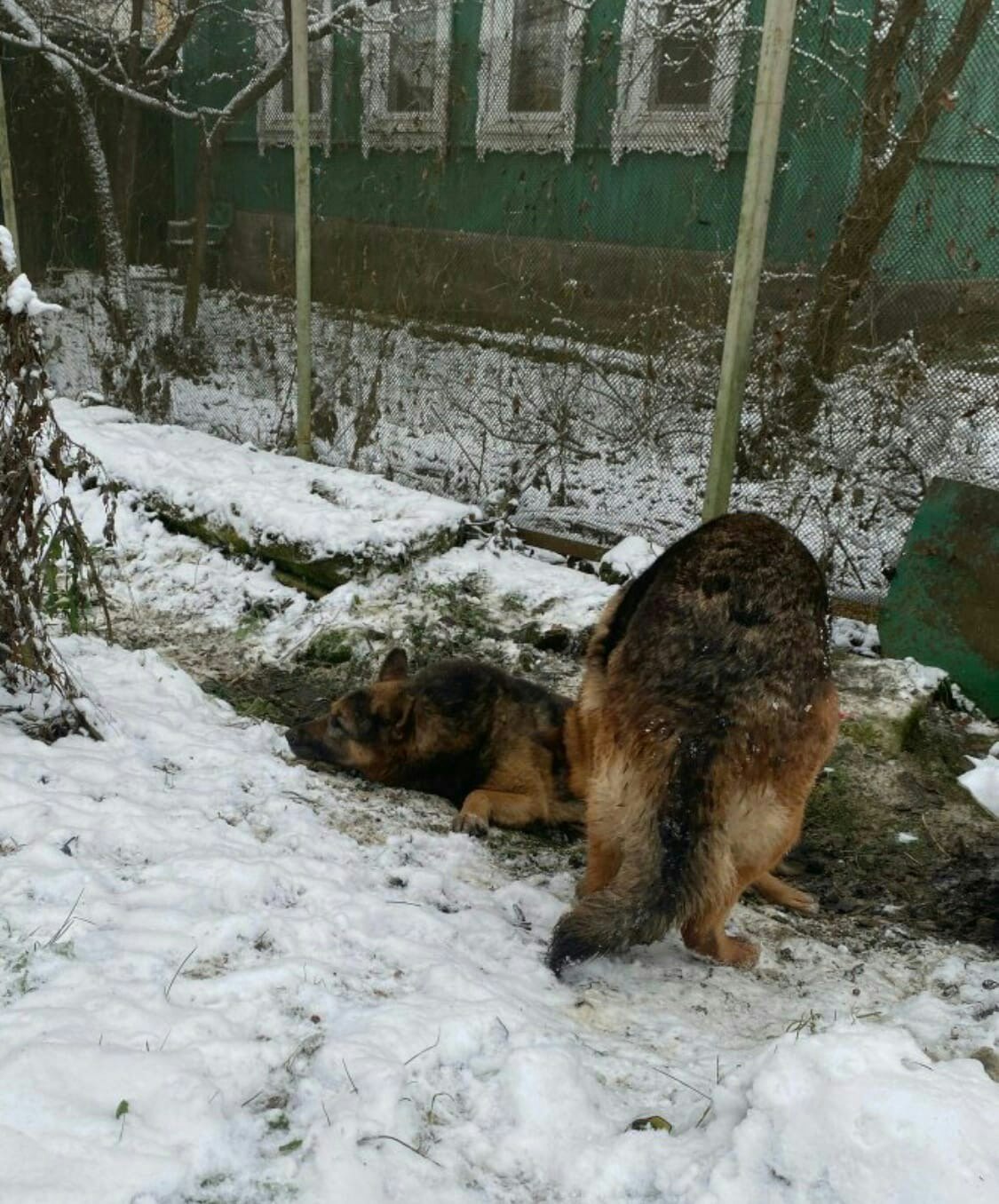 В Твери собака не оставила своего друга в беде