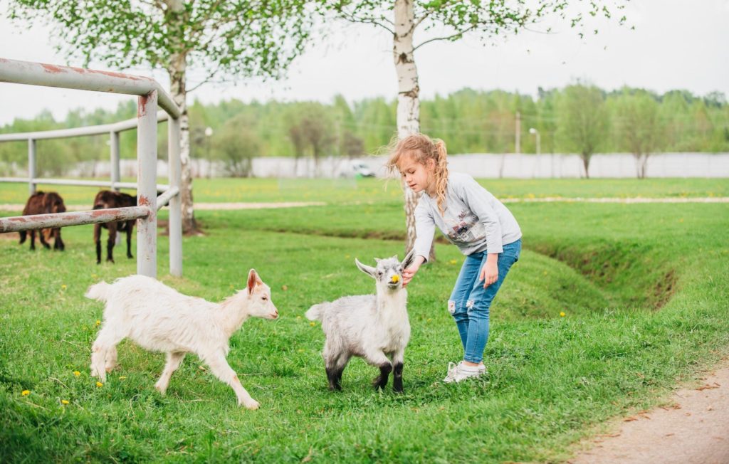 «Завидово» исполняет желания: погладить очаровательных обитателей мини-фермы «Завидово» исполняет желания: погладить очаровательных обитателей мини-фермы