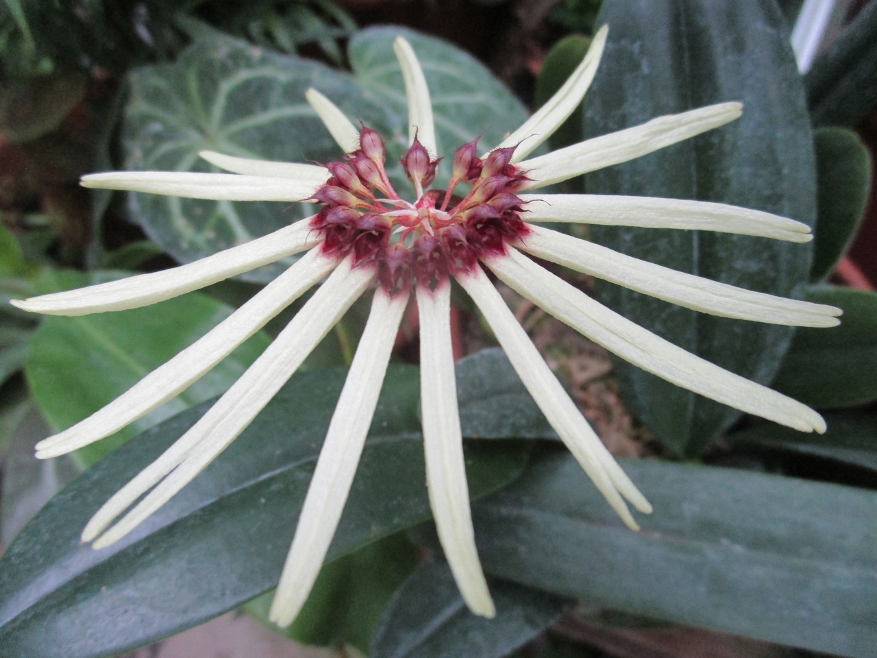 1 января в Твери откроется выставка орхидей