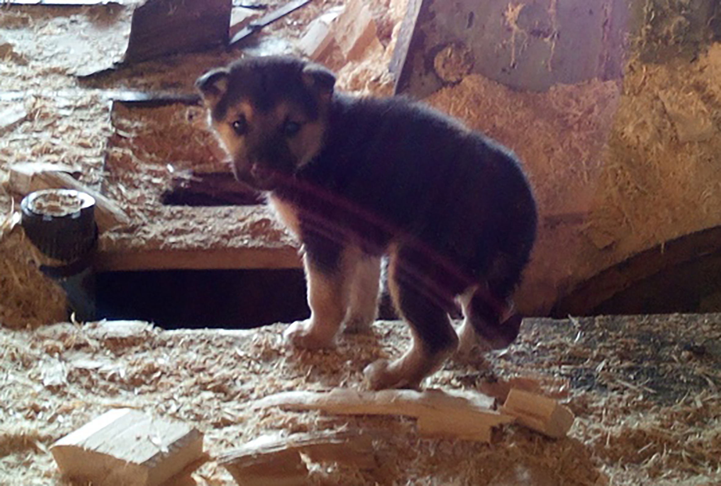 Тверские котики просят о помощи