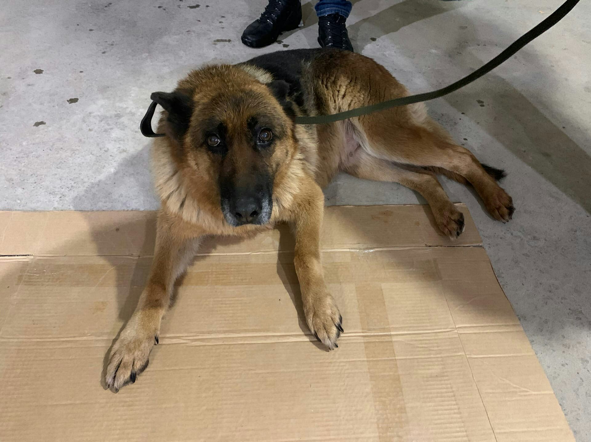 В Твери собака не оставила своего друга в беде