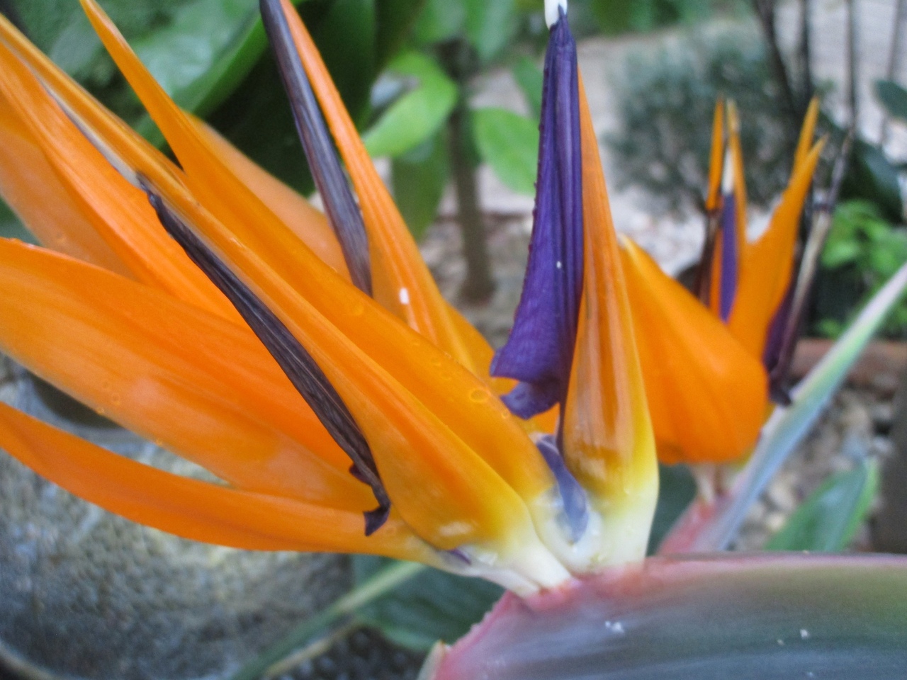 1 января в Твери откроется выставка орхидей