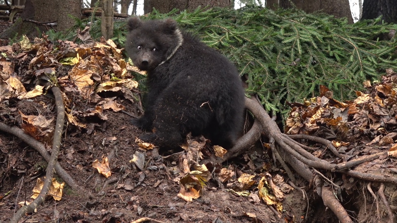 Пужина берлога или как медведица из Тверской области дом строила