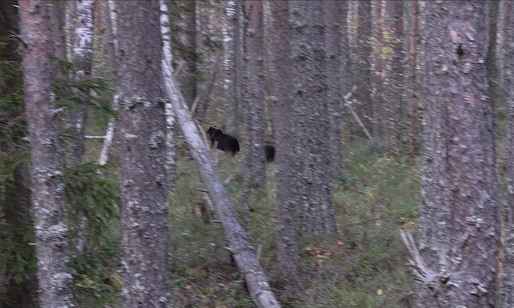 Тверских медвежат-сирот выпускают на свободу