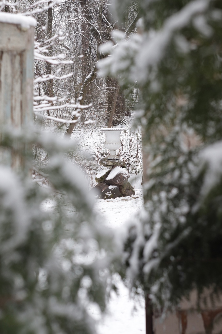 В тверском ботаническом саду царит зимняя сказка