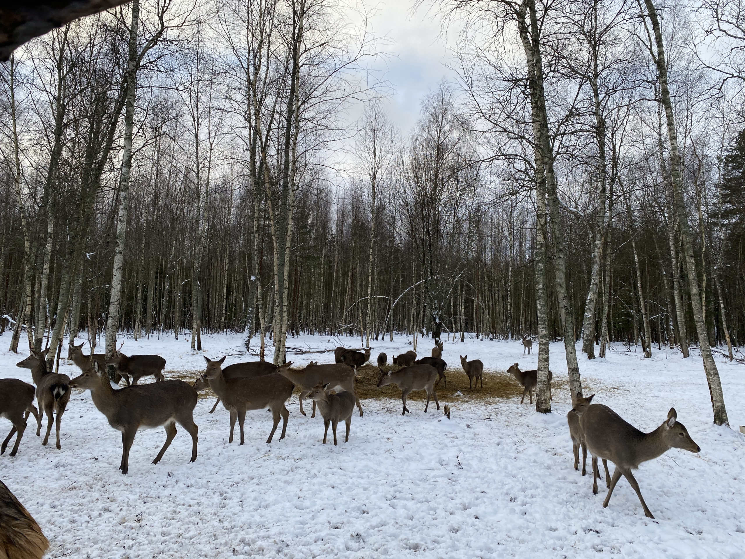 Страна оленья: как в Тверской области живет необычный заповедник