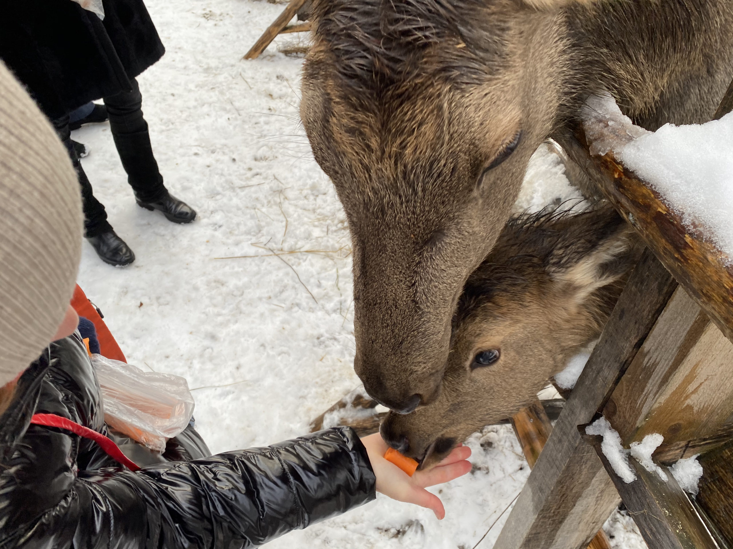 Страна оленья: как в Тверской области живет необычный заповедник