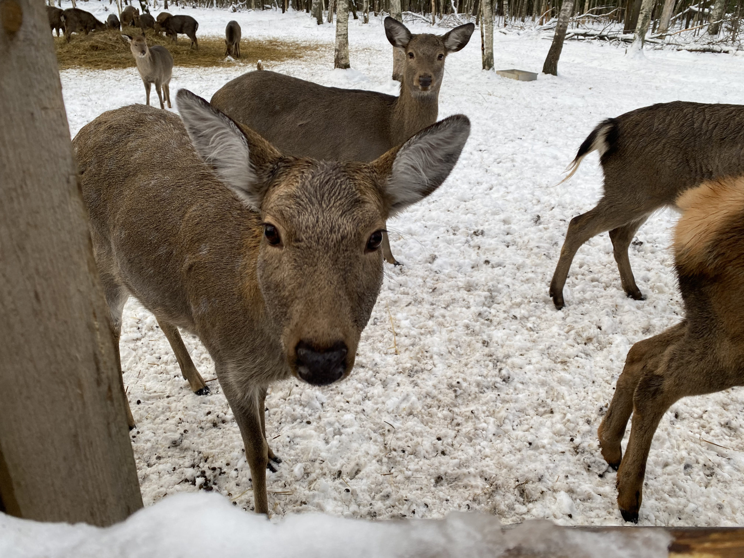 Страна оленья: как в Тверской области живет необычный заповедник