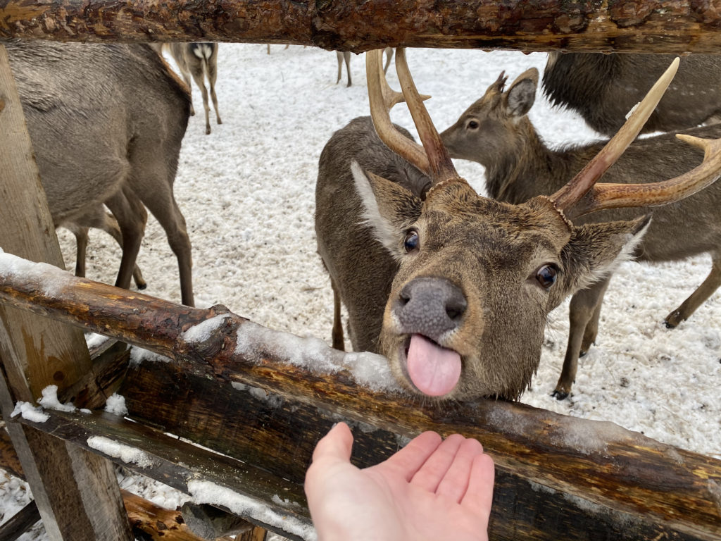 Страна оленья: как в Тверской области живет необычный заповедник Страна оленья: как в Тверской области живет необычный заповедник