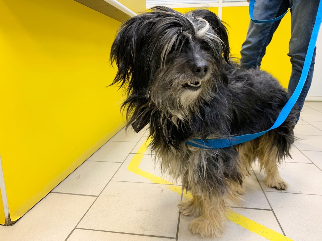 Семья тверского чиновника приютила бездомного пса, спасенного из ледяной реки