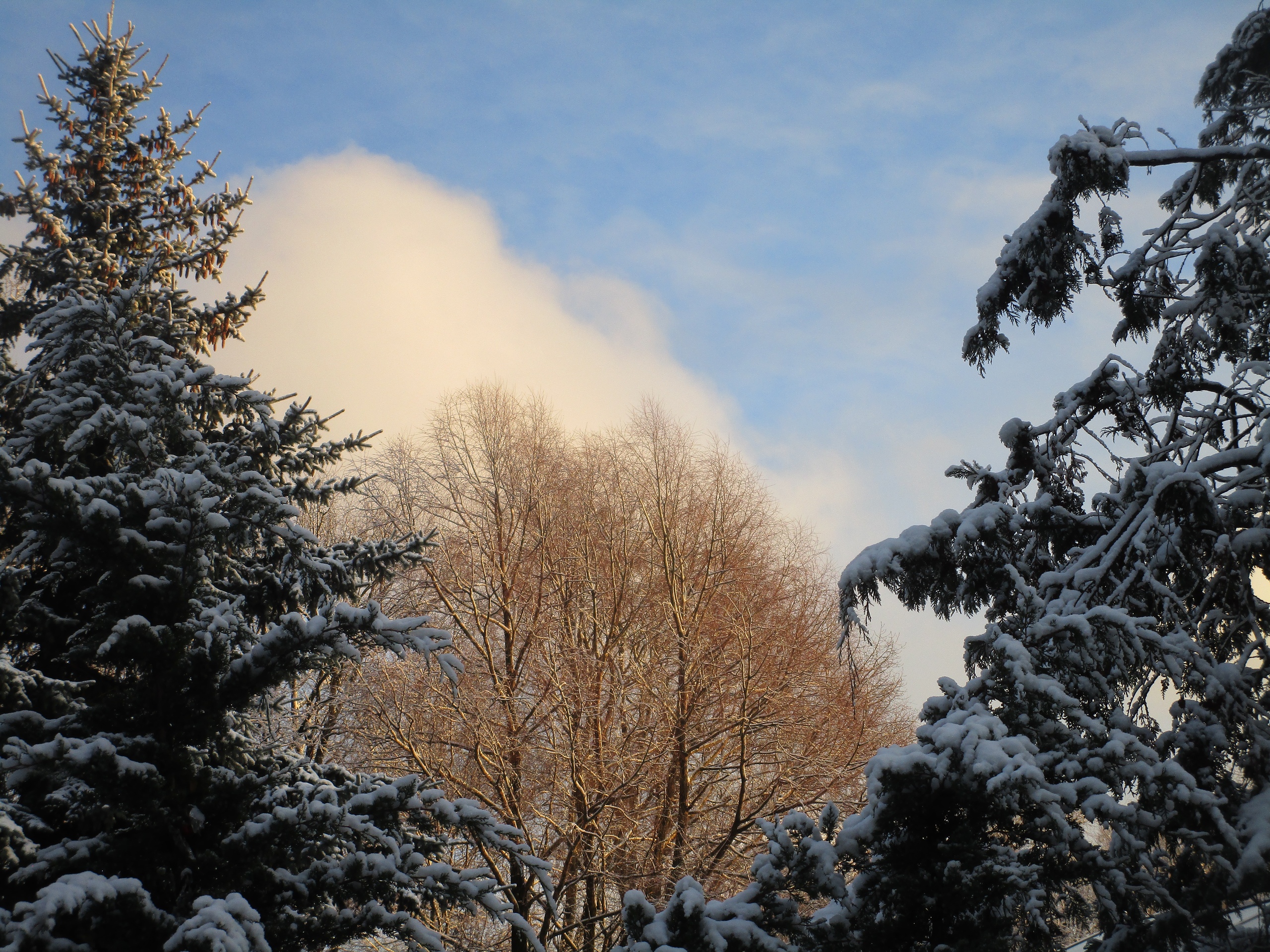 В тверском ботаническом саду царит зимняя сказка