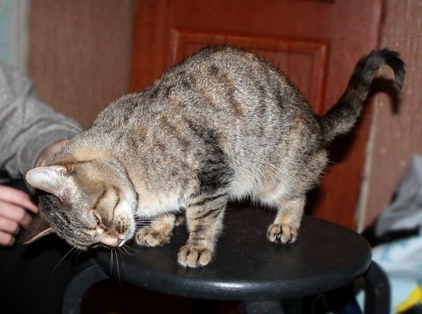 Тверские котики просят о помощи