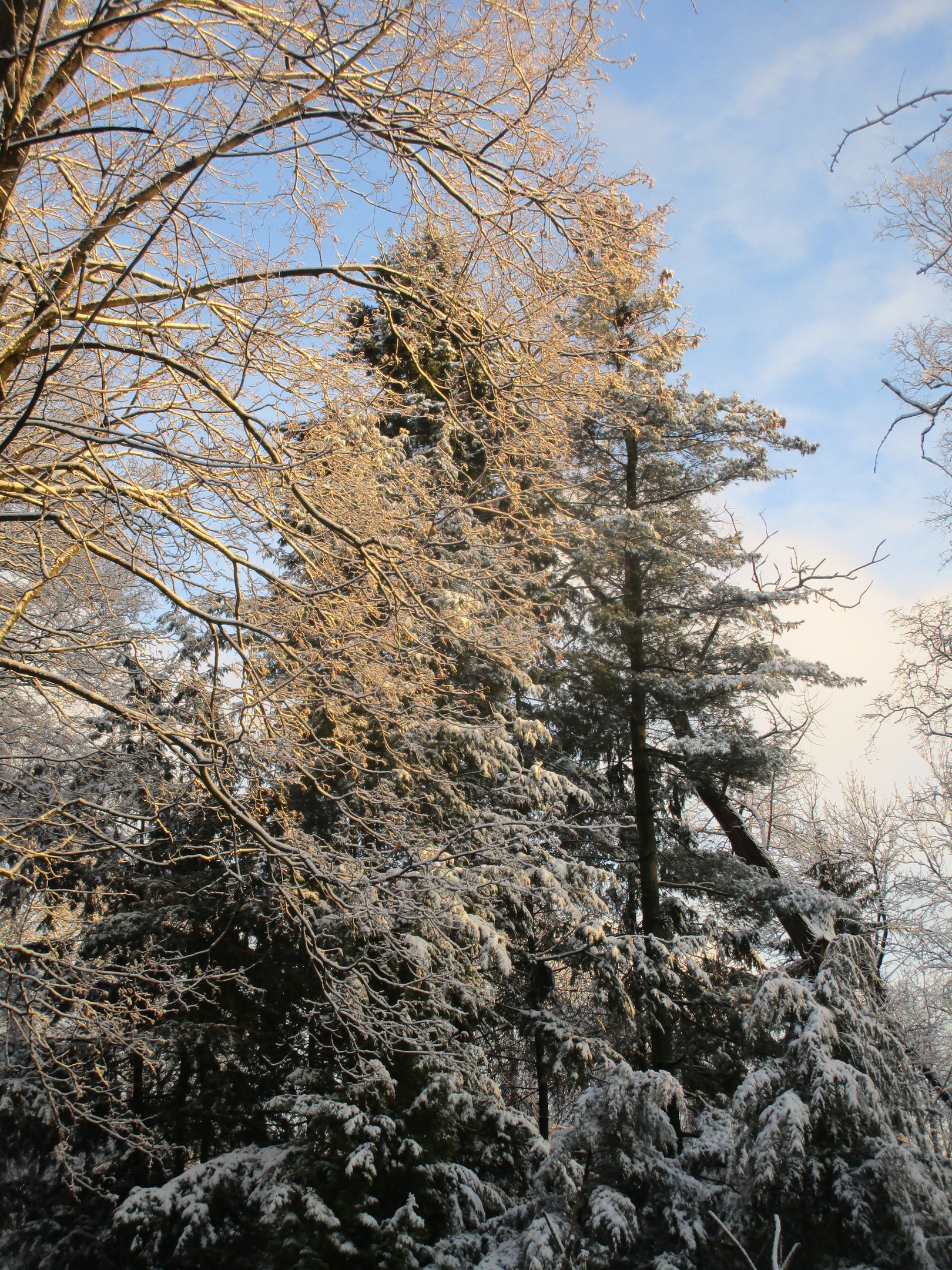 В тверском ботаническом саду царит зимняя сказка