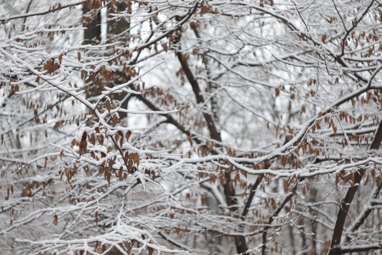 В тверском ботаническом саду царит зимняя сказка