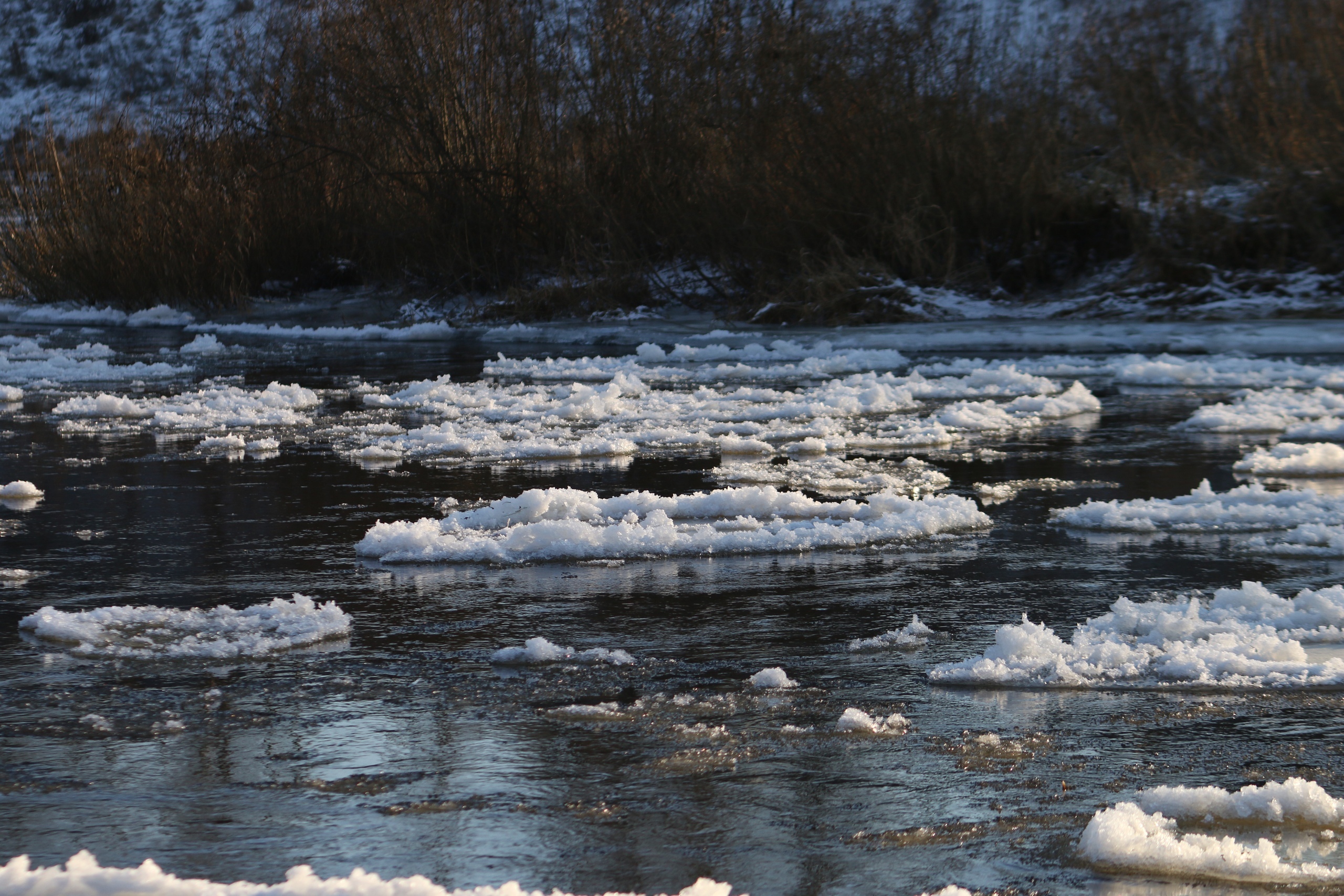 В декабре на Волге в Ржеве появились кувшинки