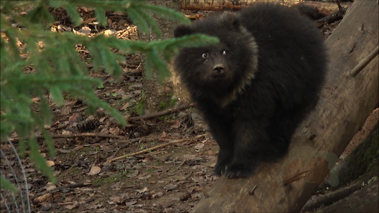 Пужина берлога или как медведица из Тверской области дом строила