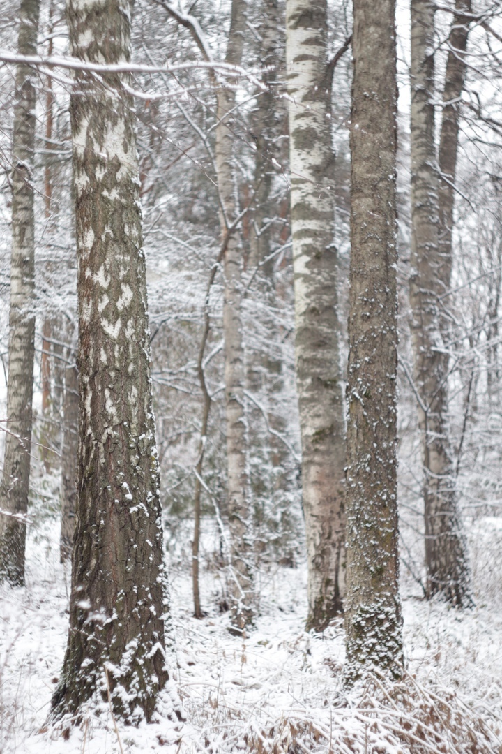 В тверском ботаническом саду царит зимняя сказка