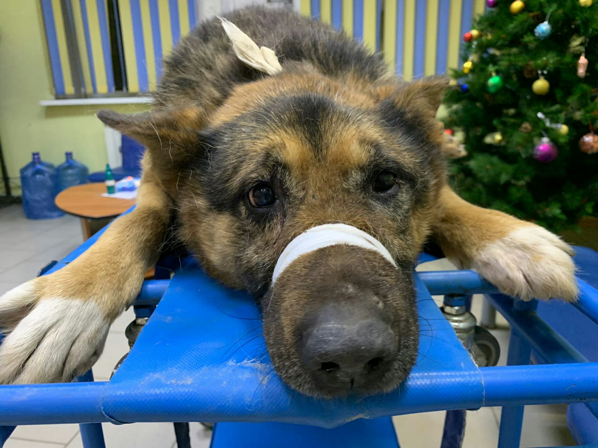 В Твери собака не оставила своего друга в беде