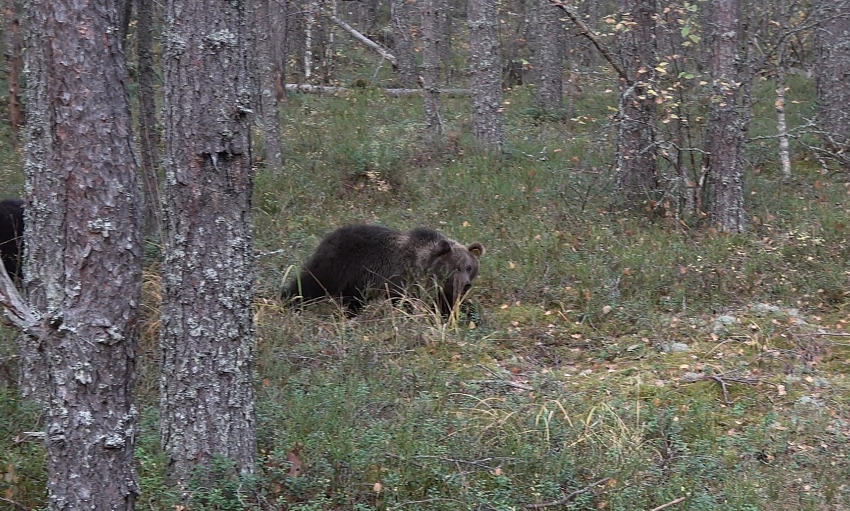 Тверских медвежат-сирот выпускают на свободу
