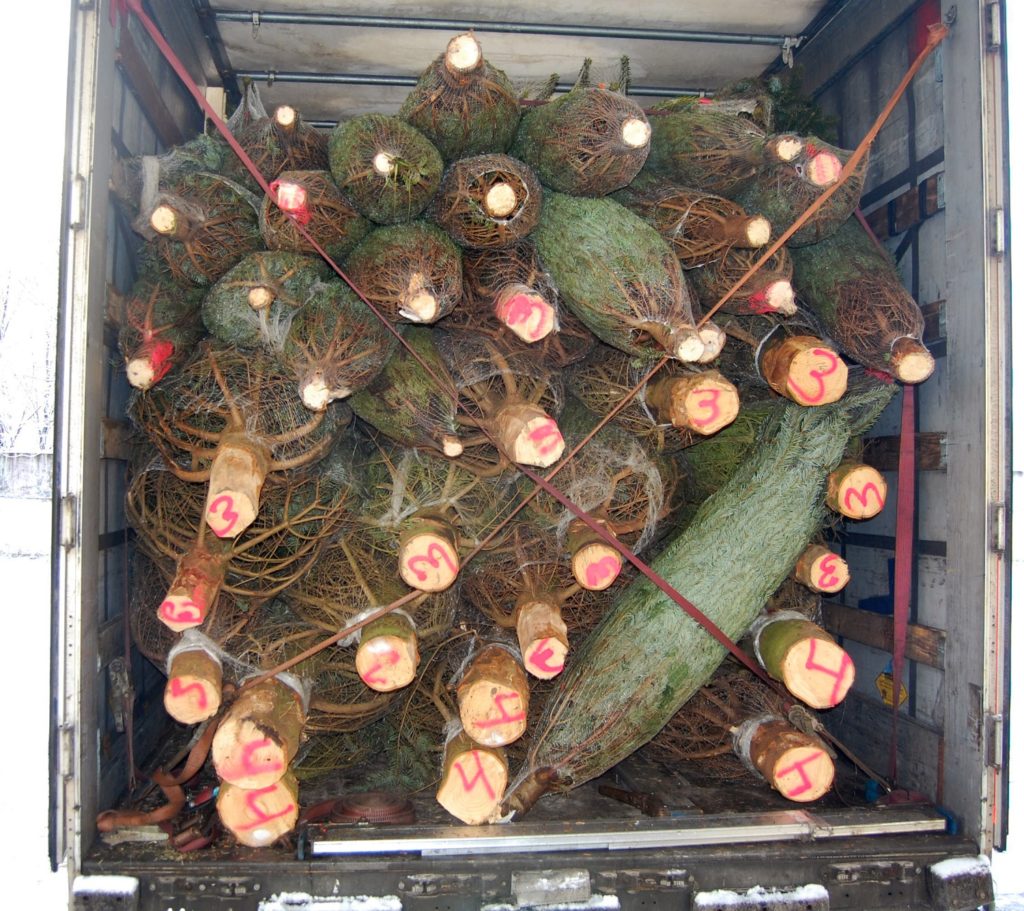 На елочных базарах в Твери можно будет купить пихты из Дании На елочных базарах в Твери можно будет купить пихты из Дании