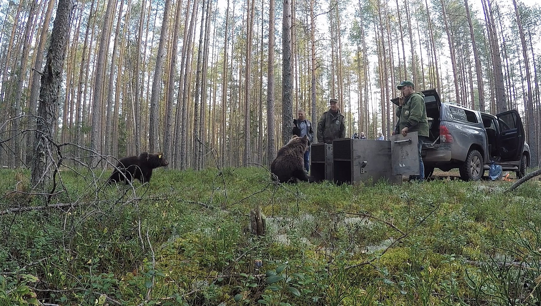 Тверских медвежат-сирот выпускают на свободу
