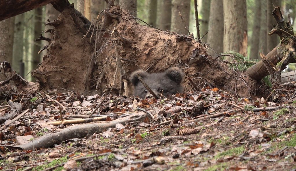 Пужина берлога или как медведица из Тверской области дом строила