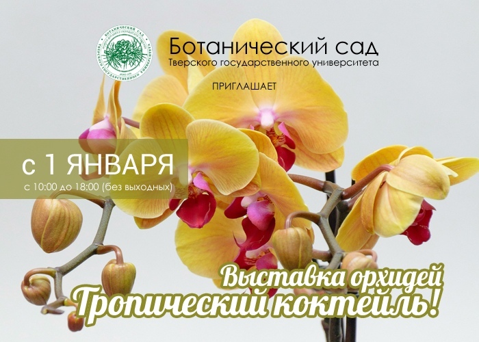 1 января в Твери откроется выставка орхидей 1 января в Твери откроется выставка орхидей