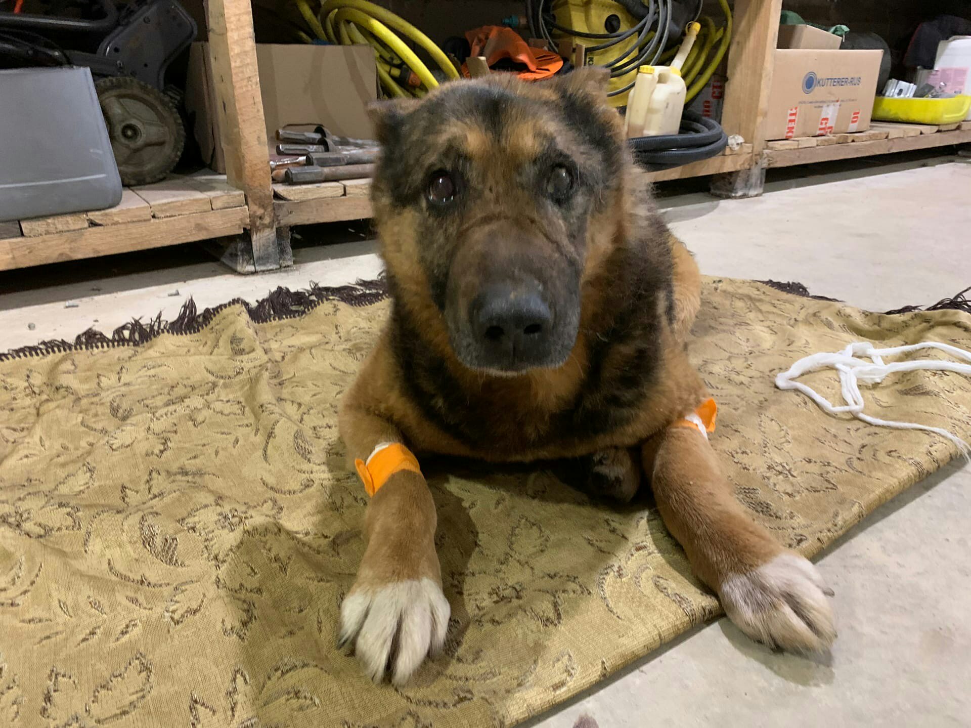 В Твери собака не оставила своего друга в беде