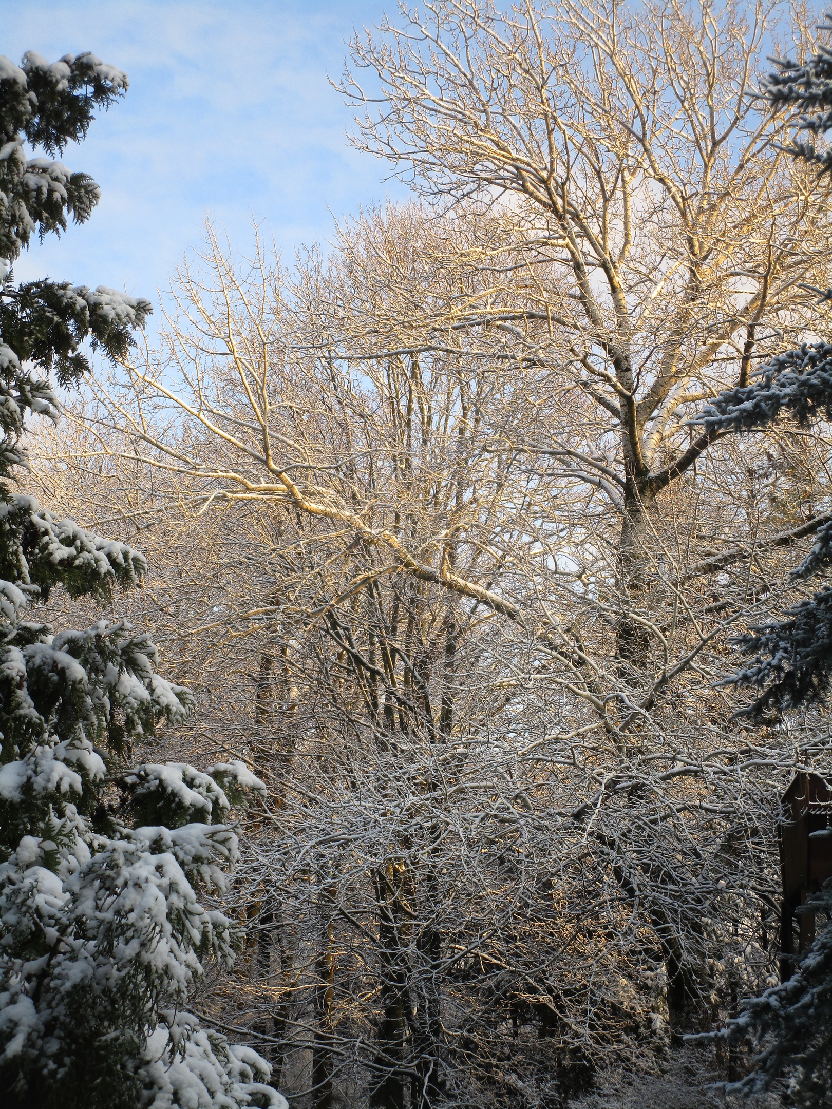 В тверском ботаническом саду царит зимняя сказка