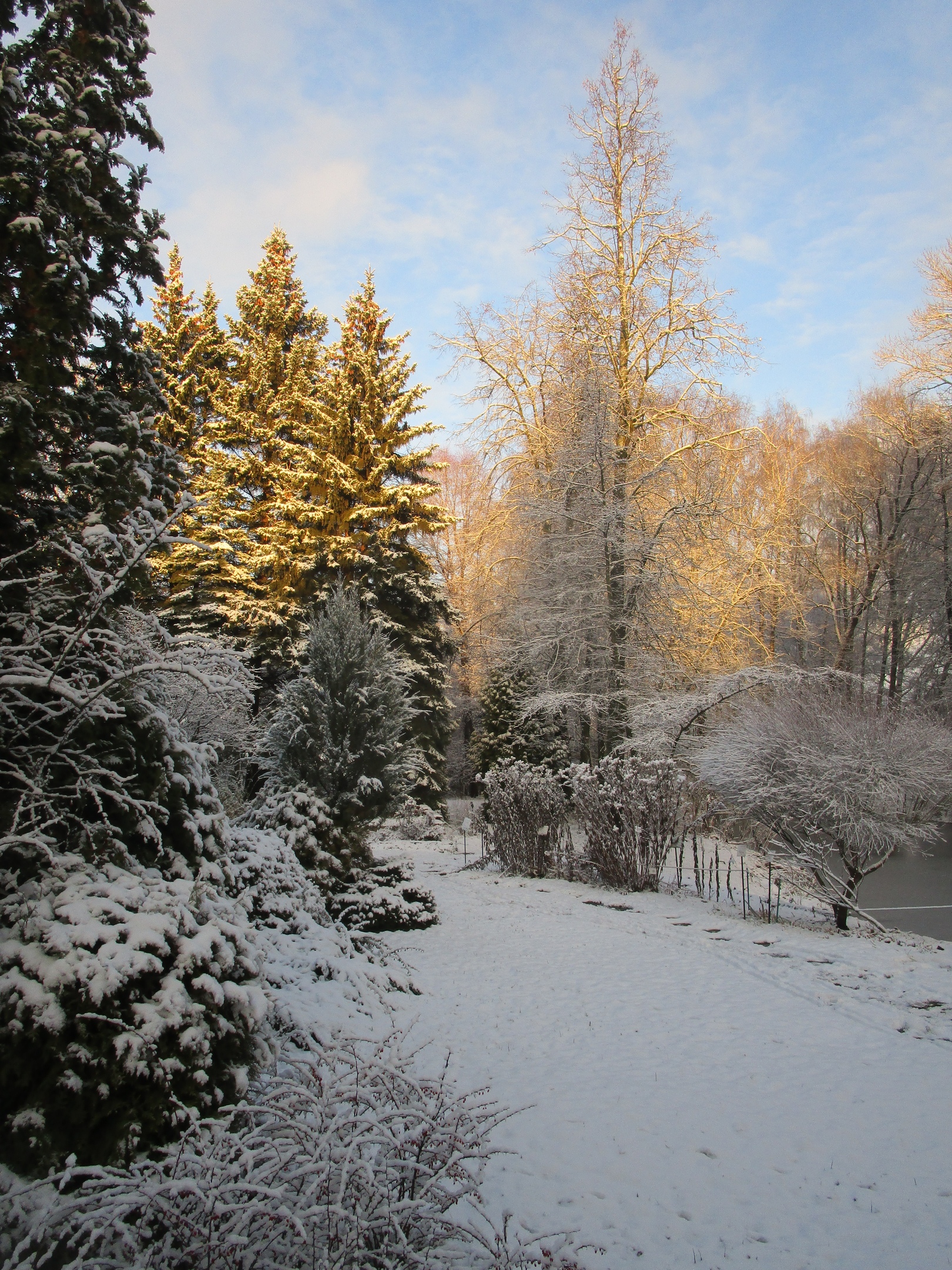 В тверском ботаническом саду царит зимняя сказка