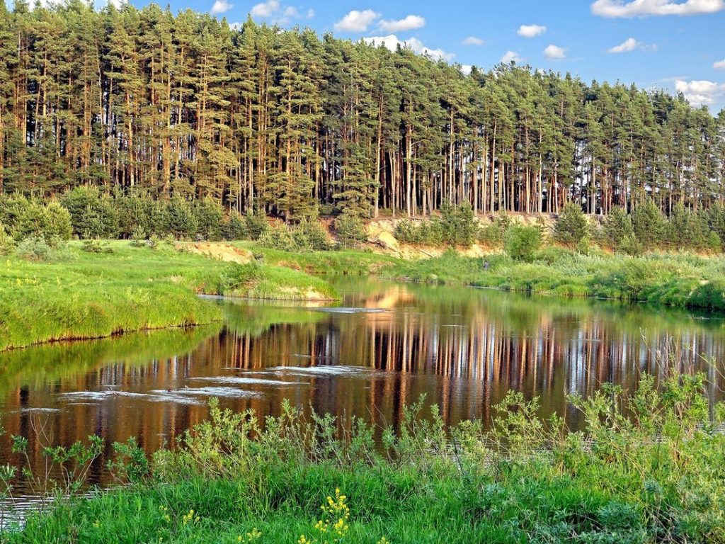 Лесной фонд в Рамешковском районе Тверской области увеличен на 580 га