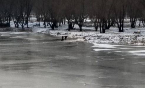 Подросток провалился под лед в центре Твери Подросток провалился под лед в центре Твери