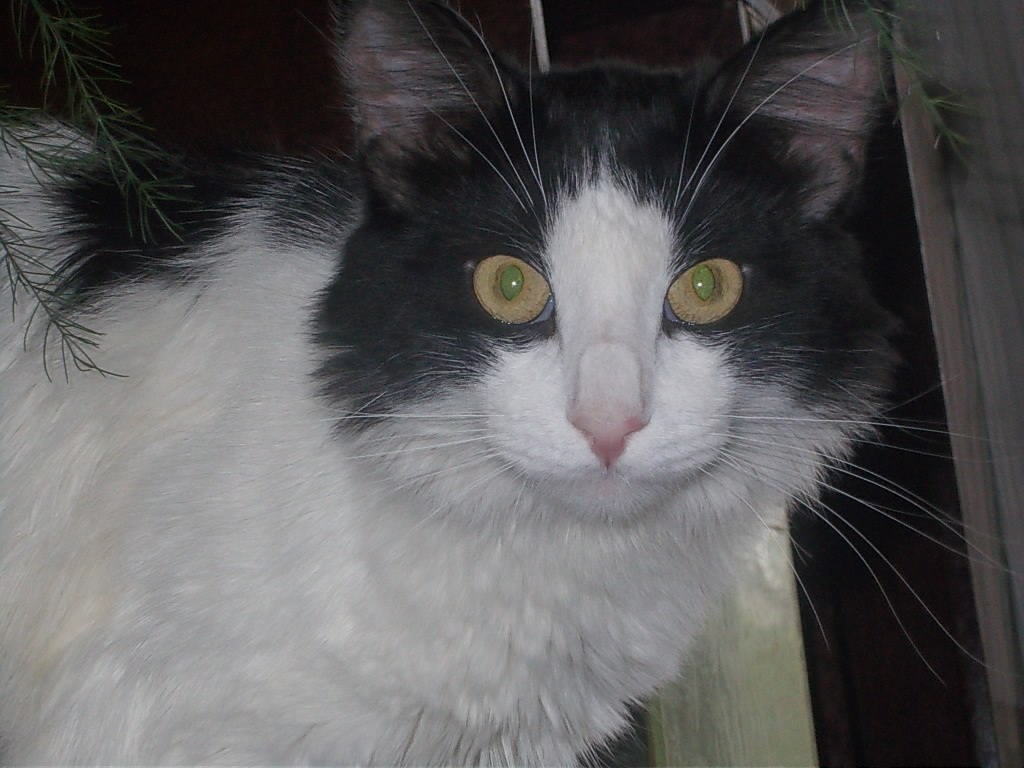 Тверские котики просят о помощи