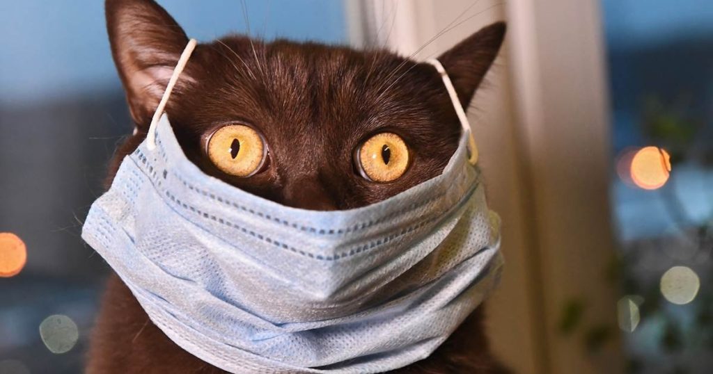 Статистика распространения коронавирусной инфекции в Тверской области на 15 декабря