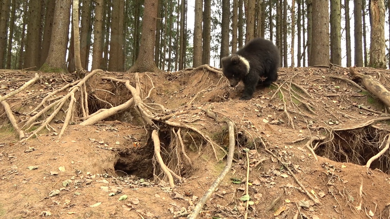 Пужина берлога или как медведица из Тверской области дом строила