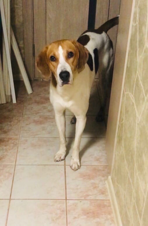 Тверские котики просят о помощи