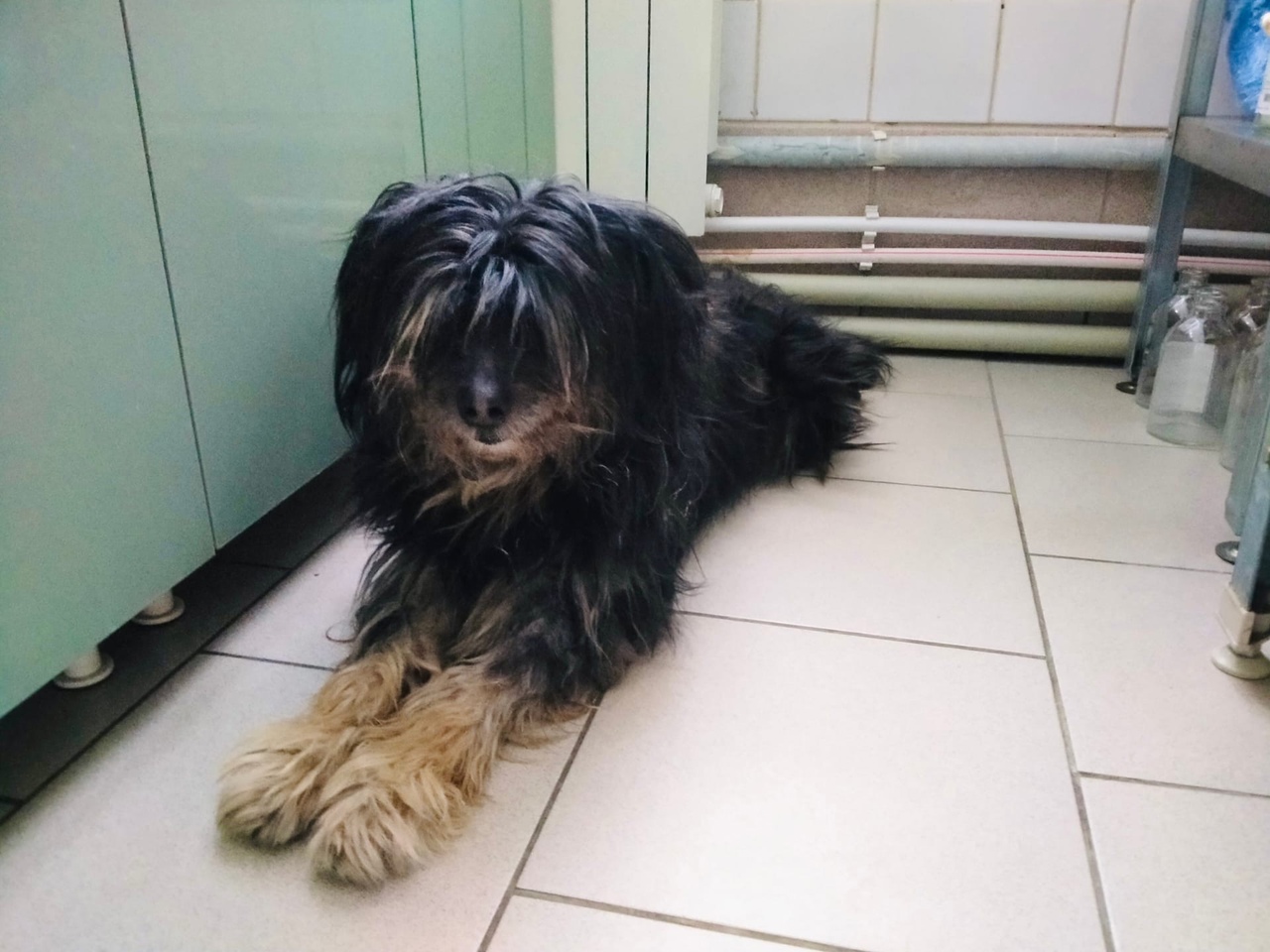 Момент спасения молодого человека и собаки, провалившихся в полынью на Волге в Твери, попал на видео