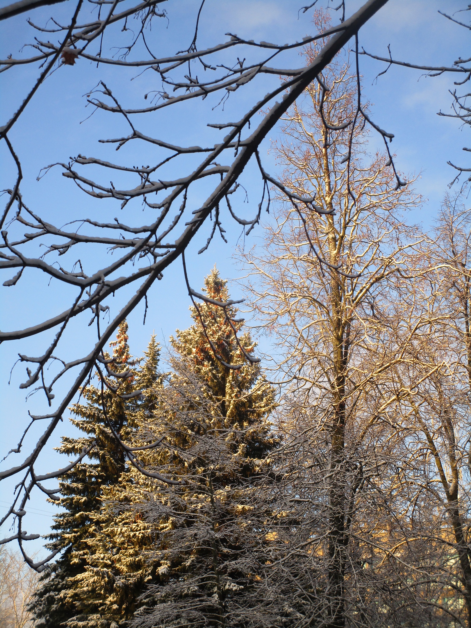 В тверском ботаническом саду царит зимняя сказка
