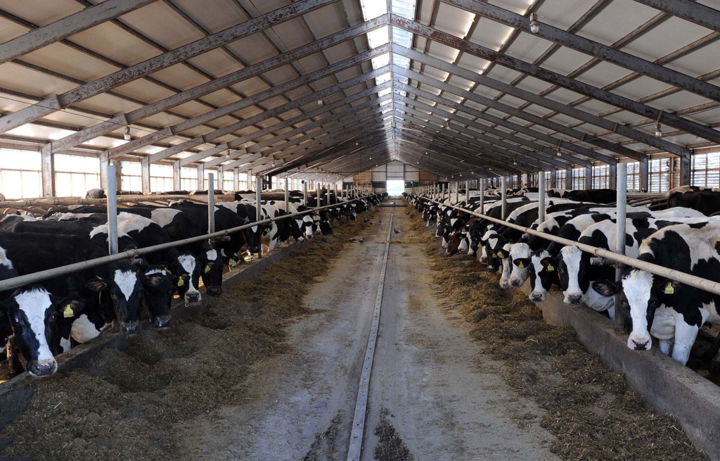 В Торопецком районе создадут кластер по производству говядины В Торопецком районе создадут кластер по производству говядины