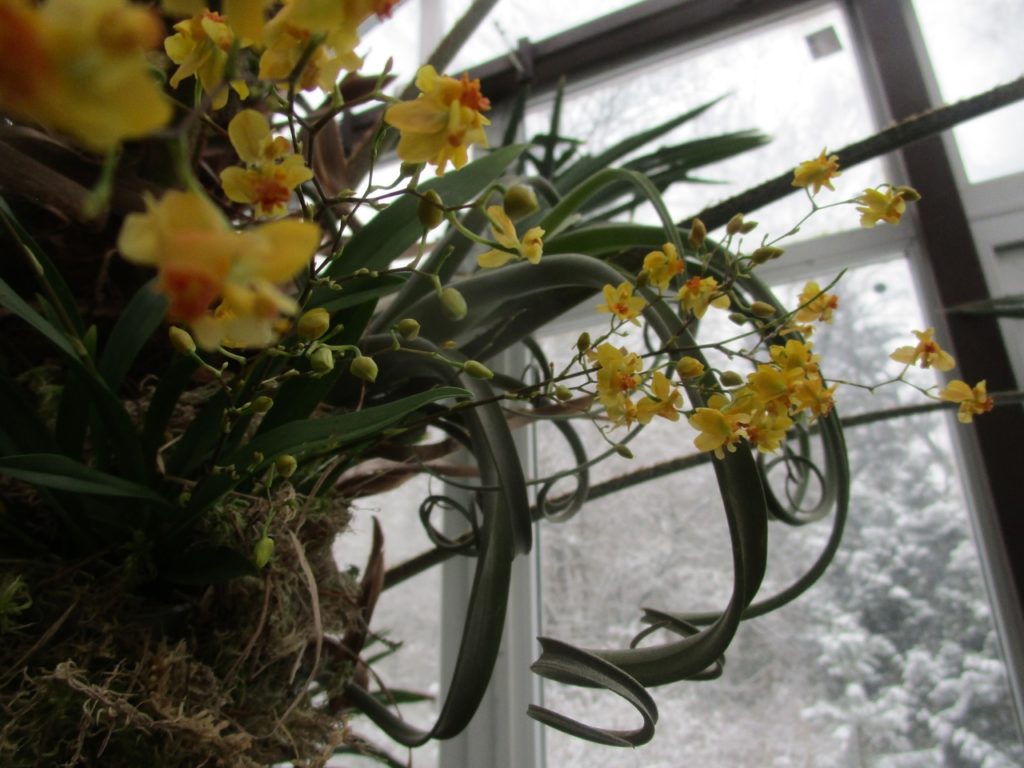 1 января в Твери откроется выставка орхидей