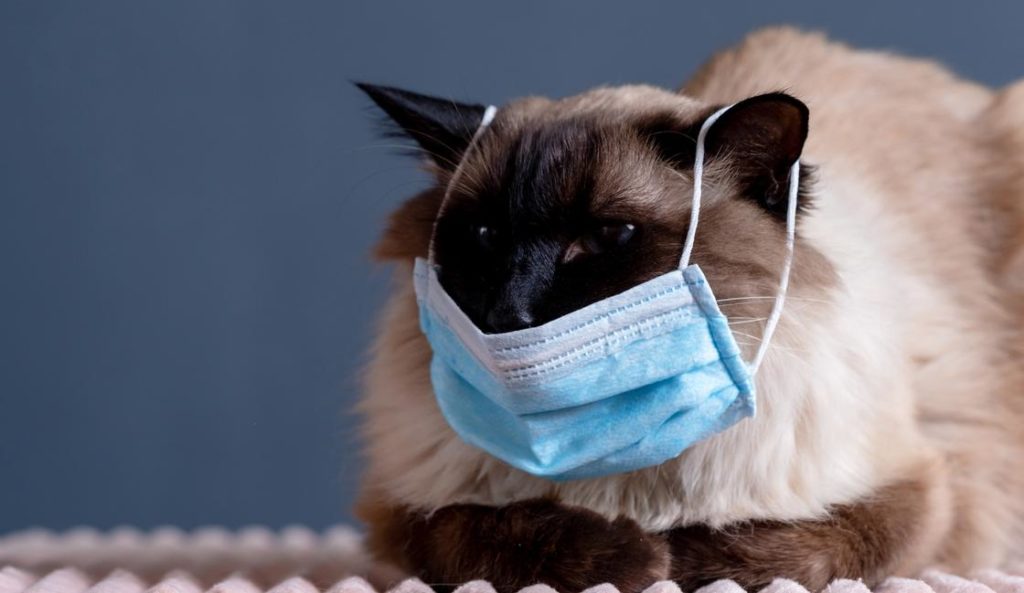 Тверитянам предложат вакцинировать домашних любимцев от коронавируса Тверитянам предложат вакцинировать домашних любимцев от коронавируса