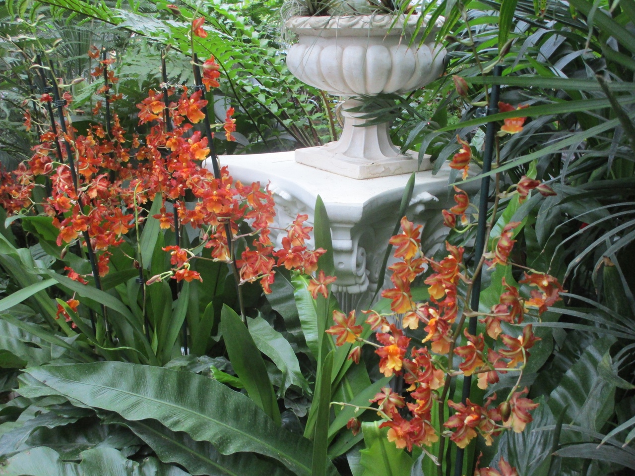 1 января в Твери откроется выставка орхидей