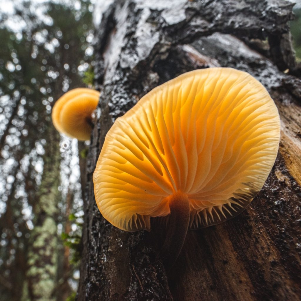 В Тверской области внимание привлекли грибы-санитары леса В Тверской области внимание привлекли грибы-санитары леса