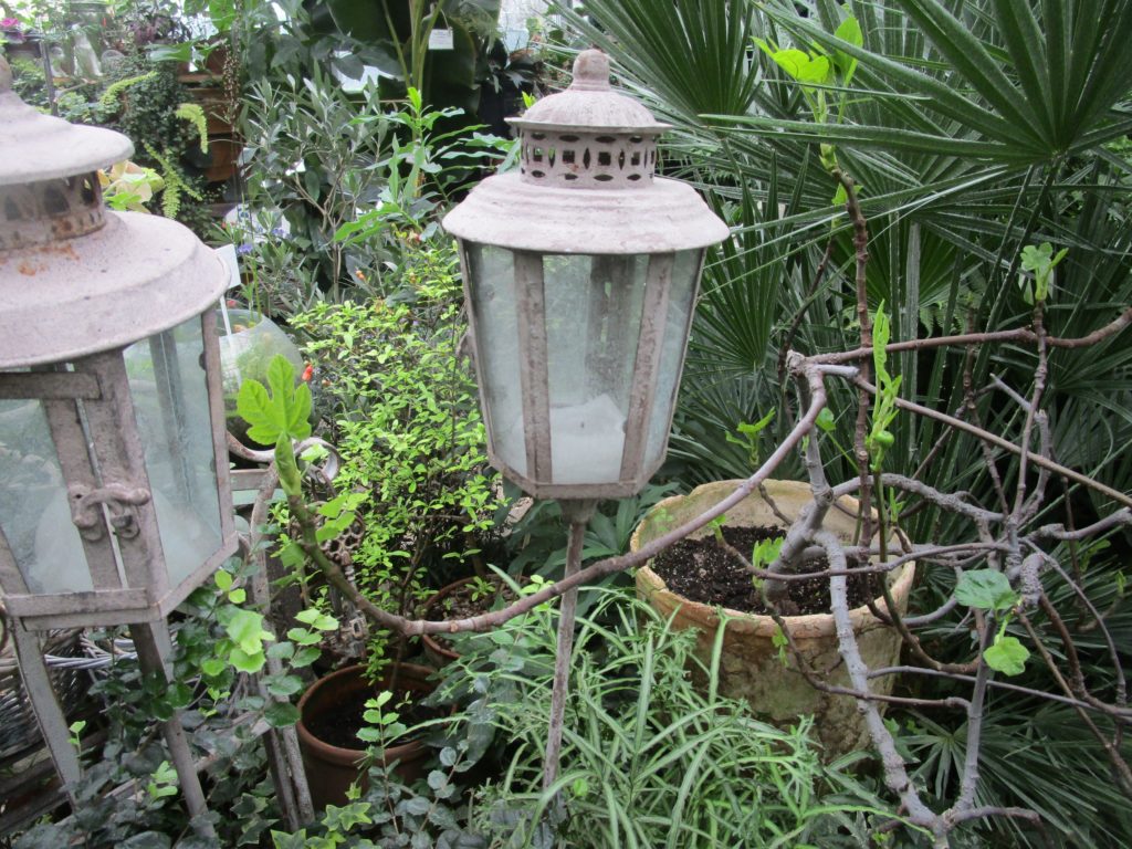 В ботаническом саду Твери появились плоды загадочного "фигу" В ботаническом саду Твери появились плоды загадочного "фигу"