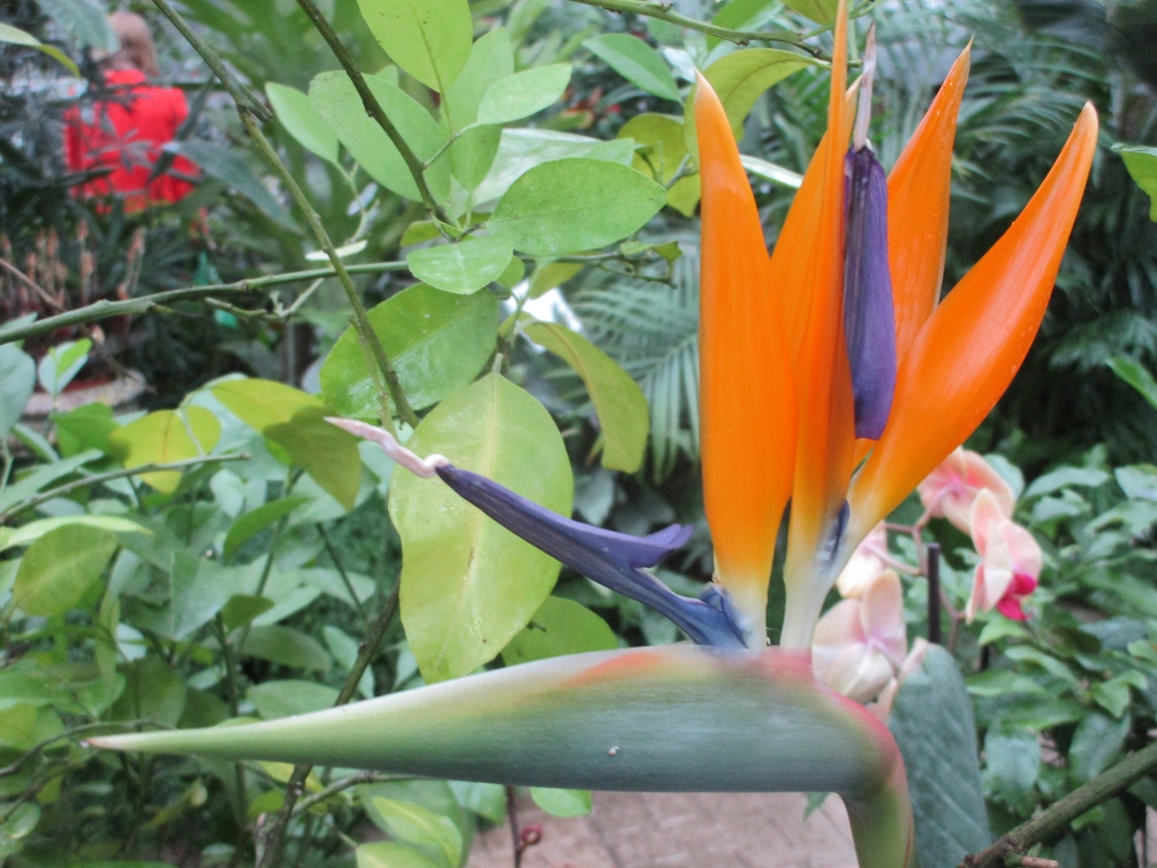 1 января в Твери откроется выставка орхидей