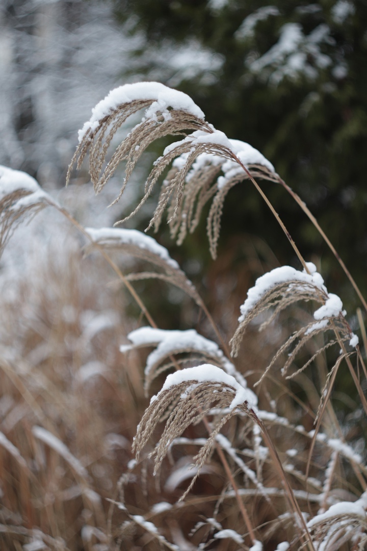 В тверском ботаническом саду царит зимняя сказка