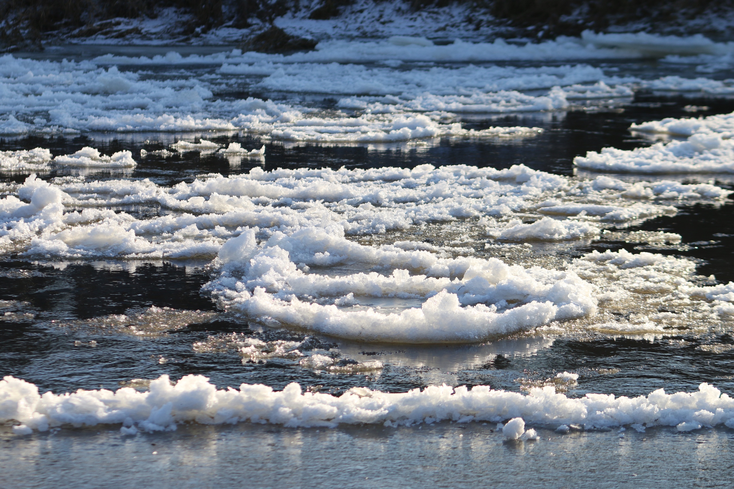 В декабре на Волге в Ржеве появились кувшинки